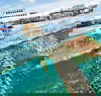 Scenic Helicopter Flight to Moore Reef and Return Snorkeling Cruise from Cairns - South Australia Travel