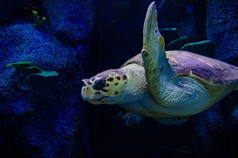 Sydney Attractions Pass: SEA LIFE Aquarium, Sydney Tower Eye, WILD LIFE Zoo And Madame Tussauds - South Australia Travel 1