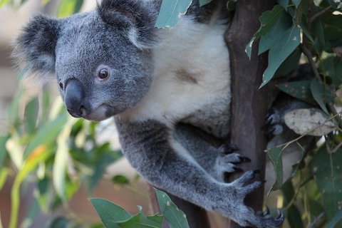 Sydney Attractions Pass: SEA LIFE Aquarium, Sydney Tower Eye, WILD LIFE Zoo And Madame Tussauds - South Australia Travel 2