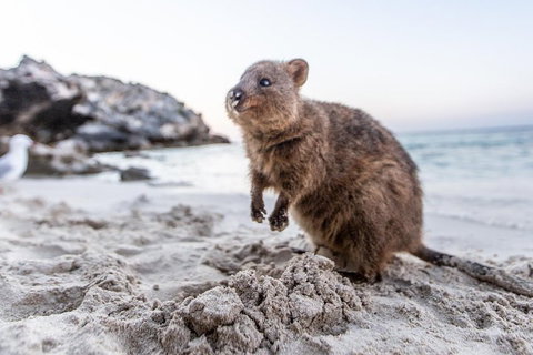 Rottnest Island All-Inclusive Grand Island Tour From Fremantle - South Australia Travel 2