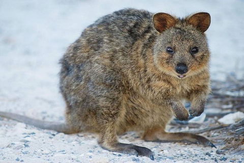 Rottnest Island Bayseeker Day Trip From Perth - South Australia Travel 2