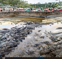 Hartley's Crocodile Adventures Day Trip from Palm Cove - South Australia Travel