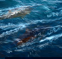 Sydney Whale-Watching Cruise - South Australia Travel