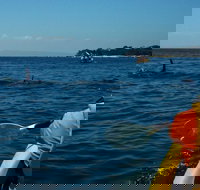 Mornington Peninsula Kayak Coastline Tour of Dolphin Sanctuary - South Australia Travel