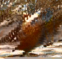 Wave Rock  Rottnest Island - Air  Ground Tour - South Australia Travel