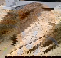 Wave Rock Pinnacles and Rottnest One Day Aeroplane Tour - South Australia Travel