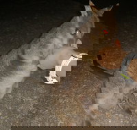 Private Tour to Paronella Park Historic Village Herberton and wild life Wallaby - South Australia Travel