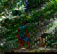 Full Day Daintree Rainforest and Mossman Gorge Tour - South Australia Travel