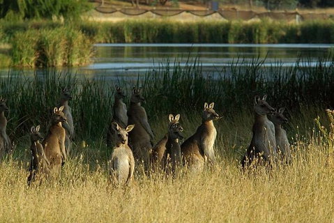 Canberra - The National Capital | Full Day Private Tour | Departs From Sydney - South Australia Travel 3