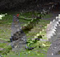 Full-Day Guided Bruny Island Tour from Hobart - South Australia Travel