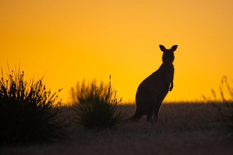 Kangaroo Island Luxury Small Group 'Flinders Chase Focus' Full Day Tour - South Australia Travel 5