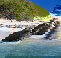 Dolphin Penguin and Sea Lion Cruise - South Australia Travel