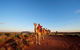 Uluru Small-Group Tour By Camel At Sunrise Or Sunset - thumb 3