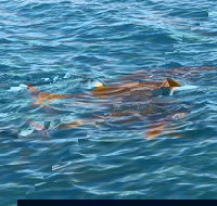 Roebuck Bay Snubfin Dolphin Cruise - South Australia Travel