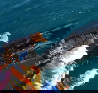 AOC Whale Watching from Broome - South Australia Travel