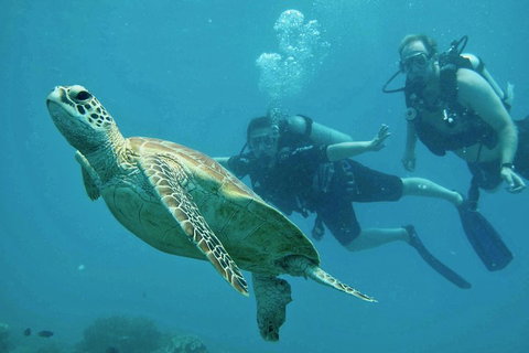 Ocean Freedom Great Barrier Reef Personal Luxury Snorkel & Dive Cruise, Cairns - South Australia Travel 4