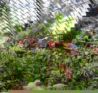 Australian Butterfly Sanctuary - South Australia Travel