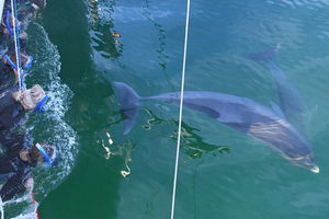 Dolphin Cruise from Adelaide with Optional Dolphin Swim