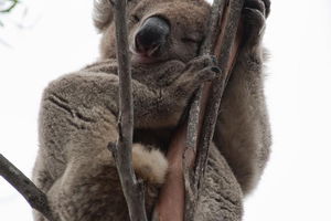 2-Day Kangaroo Island 4WD Small-Group Tour from Adelaide