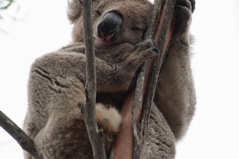 2-Day Kangaroo Island 4WD Small-Group Tour From Adelaide - South Australia Travel 0