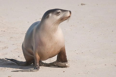 2-Day Kangaroo Island 4WD Small-Group Tour From Adelaide - South Australia Travel 4