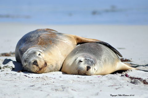 NEW TOUR - Kangaroo Island Road To Recovery Tour (1 Day/1 Night) - South Australia Travel 1