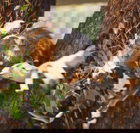 Melbourne City Tour and Phillip Island in One Day - South Australia Travel