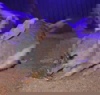 Kuranda Wildlife Experience Three Attraction Pass - South Australia Travel