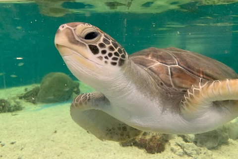 Cairns Aquarium Marine Life Encounter Ticket With 2-Course Lunch - South Australia Travel 0