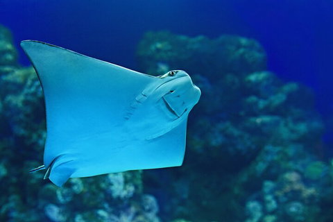 Cairns Aquarium Marine Life Encounter Ticket With 2-Course Lunch - South Australia Travel 4