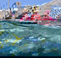 Outer Reef Pontoon Experience from Cairns - South Australia Travel
