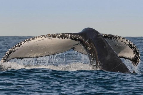 Sydney Whale-Watching Cruise Including Lunch Or Breakfast - South Australia Travel 0