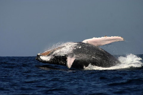 Sydney Whale-Watching Cruise Including Lunch Or Breakfast - South Australia Travel 1