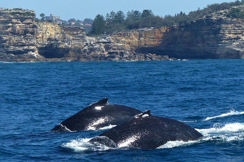 Sydney Whale-Watching Cruise Including Lunch Or Breakfast - South Australia Travel 2