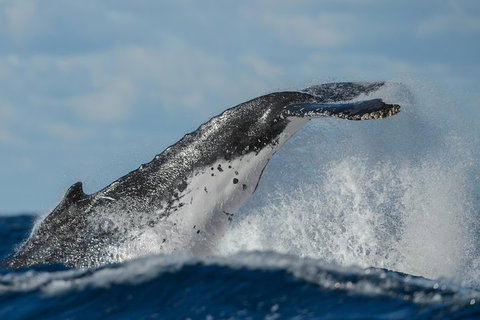 Sydney Whale-Watching Cruise Including Lunch Or Breakfast - South Australia Travel 4