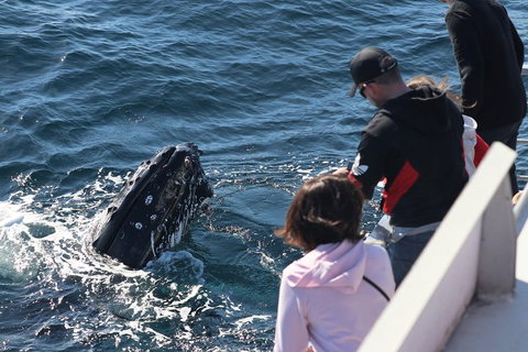 Sydney Whale-Watching Cruise Including Lunch Or Breakfast - South Australia Travel 5