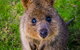 Blue Mountains Sunset Tour | Kangaroos & Koala Encounter (Private Tour) - thumb 1