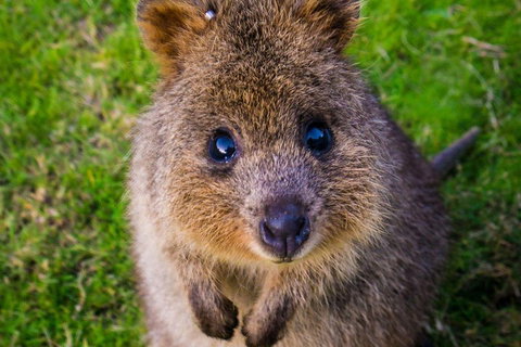 Blue Mountains Sunset Tour | Kangaroos & Koala Encounter (Private Tour) - South Australia Travel 1