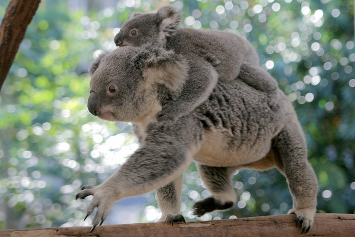 Brisbane QLD South Australia Travel