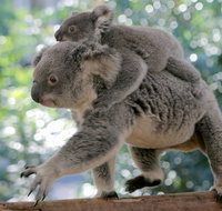 Lone Pine Koala Sanctuary Admission with Brisbane River Cruise - South Australia Travel