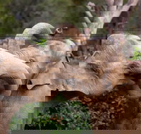 Melbourne Zoo General Entry Ticket - South Australia Travel