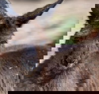 Australian Wildlife Tour at Melbourne Zoo Ticket - South Australia Travel