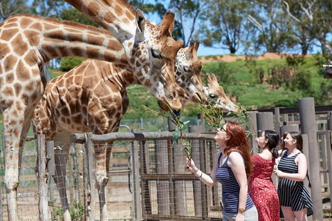 Slumber Safari At Werribee Open Range Zoo - South Australia Travel 3