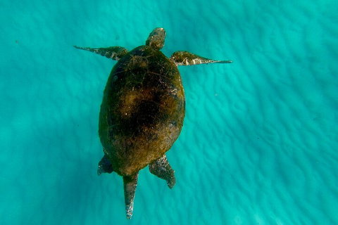 2-Day Moreton Island Tour From Brisbane Or Gold Coast With Optional Nighttime Kayaking - South Australia Travel 5