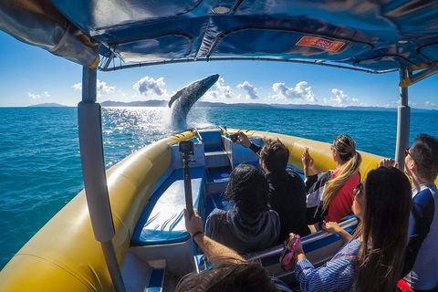 Ocean Rafting Tour To Whitehaven Beach, Hill Inlet Lookout & Top Snorkel Spots - South Australia Travel 4
