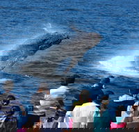 Tangalooma Island Resort Whale Watching Day Cruise - South Australia Travel