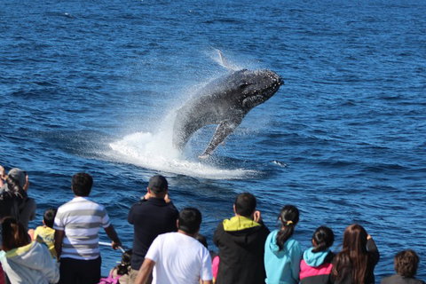 Tangalooma Island Resort Whale Watching Day Cruise With Dolphin Viewing - South Australia Travel 1