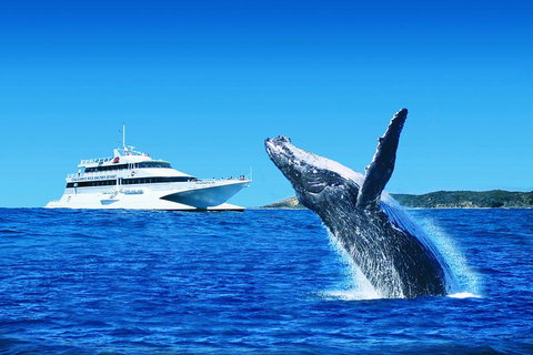 Tangalooma Island Resort Whale Watching Day Cruise With Dolphin Viewing - South Australia Travel 2