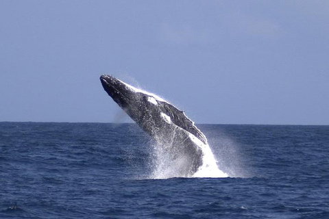 Tangalooma Island Resort Whale Watching Day Cruise With Dolphin Viewing - South Australia Travel 4