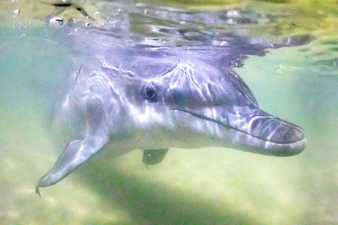 Tangalooma Island Resort Whale Watching Day Cruise With Dolphin Feeding - South Australia Travel 0